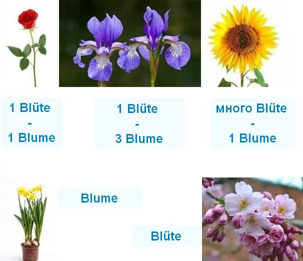 Немецкие синонимы. Blume и Blüte