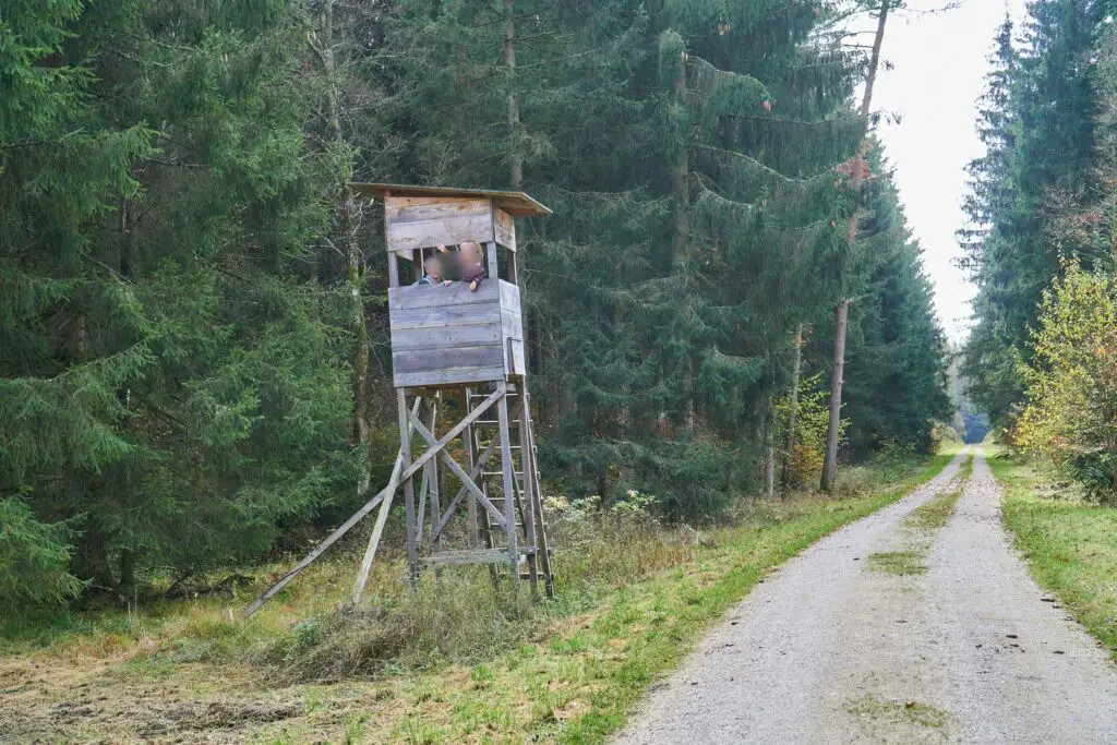 Охота в Германии и прогулки по лесу